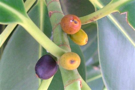 Ficus require regular fertilization, otherwise the leaves tend to yellow and drop off. Ficus elastica