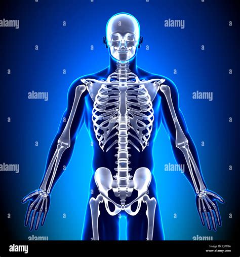 Male Human Skeleton Hi Res Stock Photography And Images Alamy