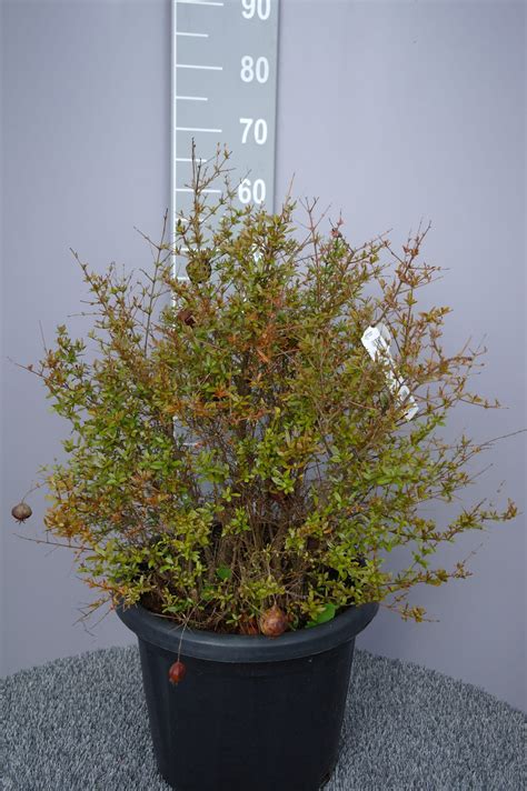 Punica Granatum Granaatappel Tuinplantenonlinenl