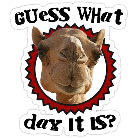 Hump Day Camel Guess What Day It Is Wednesday Is Hump Day Parody Camel Stickers By