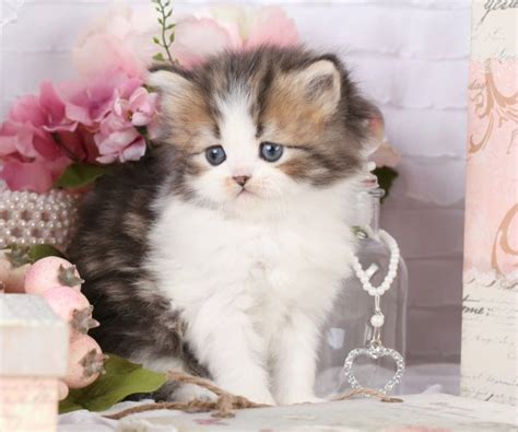 I'm thinking of getting my niece one of these munchkin kittens for her birthday but for now i got her. Teacup Persian Cats, Teacup Persian Kittens, miniature ...