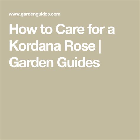 Kordana roses (rosa kordana), specially developed miniature roses, come in many different colors and sizes. How to Care for a Kordana Rose | Garden Guides in 2020 ...