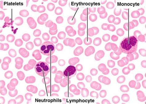 Medical School Red Blood Cells Erythrocytes White Blood Cells