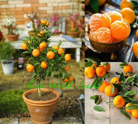 Fruit Mandarin Orange Edible Bonsai Seeds Plant Home Garden Delicious