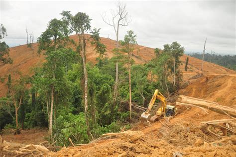 Baru, empangan, pembalakan, perlombongan, pertanian, pelancongan, petempatan dan. Indofood Agri Akhirnya Sepakat Hentikan Penebangan Habitat ...