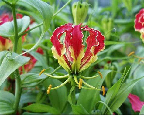 It is made up of 28 states and 8 union territories. Flora of India: State Flowers of India