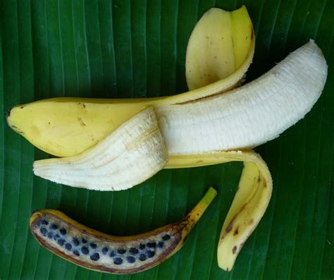 E Passados 11 Anos O Genoma Da Banana Foi Finalmente Descascado