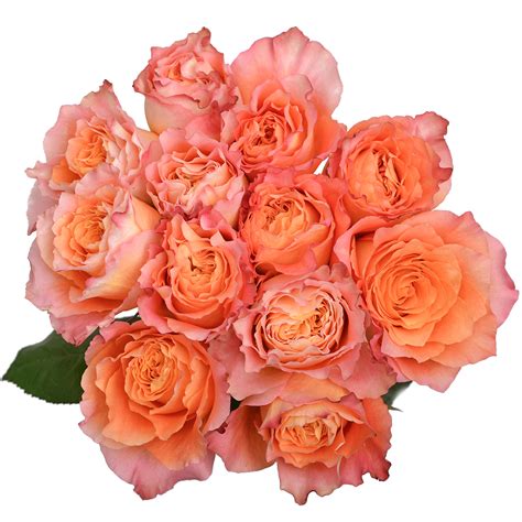 A wide variety of free rose bushes options are available to you, you can also choose from decorative flowers & wreaths, preserved flowers & plants free rose bushes Rose - Free Spirit - Pick-up Flower Catalog