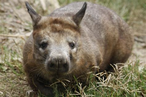 Top 10 Endangered Animals In Australia Amo