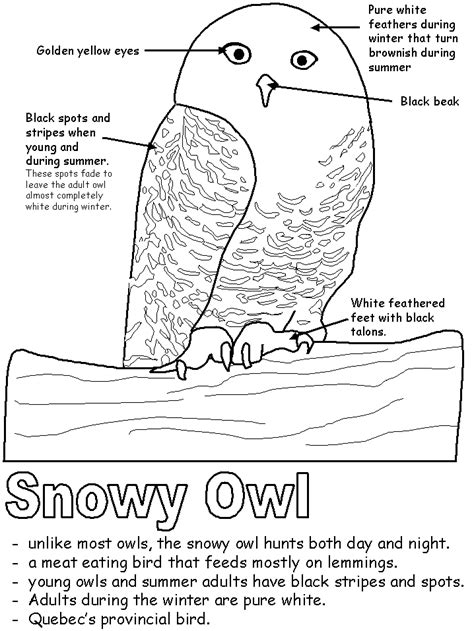 This is a beautiful snowy owl coloring page. Snowy Owl with labels