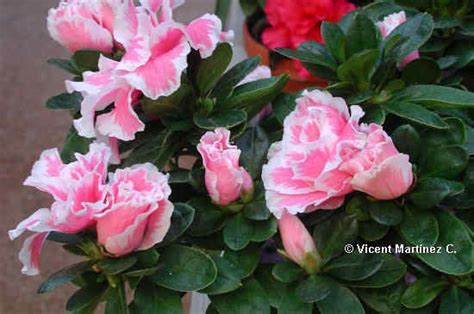 Cultivo Y Cuidados De La Azalea Rhododendron Indicum Botanical Online