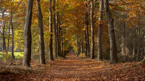 Fall Forest  By Living Stills Find And Share On Giphy