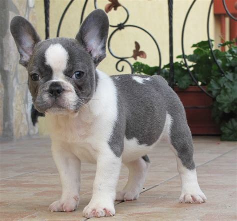 Click visit site and Check out Cool "French Bulldog" T ...