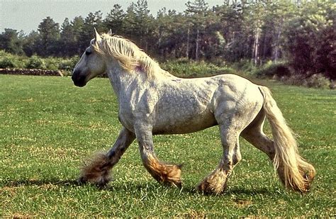 Poitevin Horse Also Called Mulassier Mule Breeder Poitevin