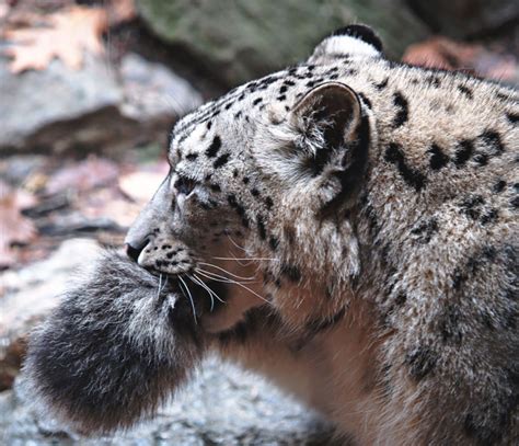 Take A Look At Snow Leopards Carelessly Munching Their Tails The
