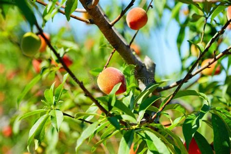 Peach Farm In Early Summer Unripe Peach Peach Tree Branch With