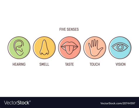 Bundle Of 5 Senses Hearing Smell Taste Touch Vector Image On