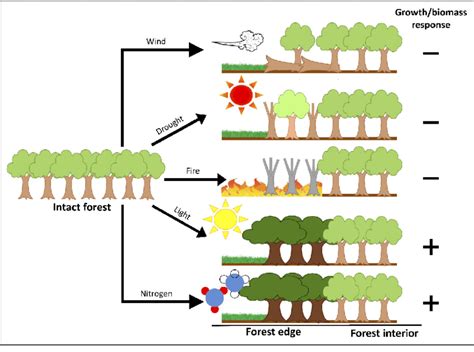 Changes In The Forest Edge Microenvironment Include Exposure To More