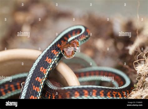 California Red Sided Garter Snake Thamnophis Sirtalis Infernalis