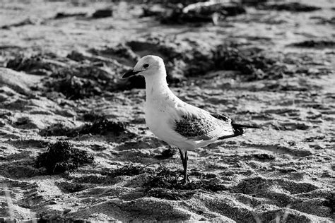 Bird Beach Seagull Free Photo On Pixabay Pixabay