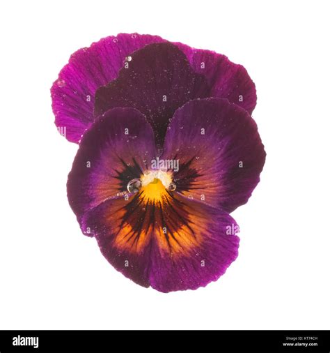 Purple Pansy With Dew Drops Stock Photo Alamy