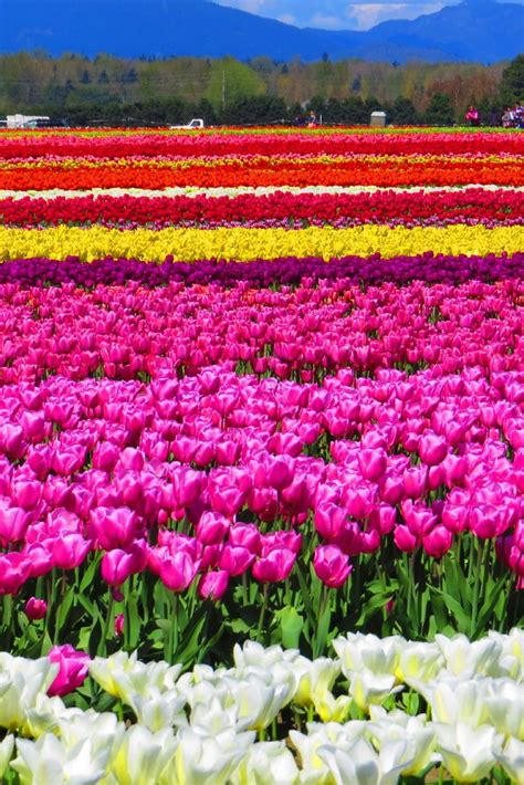 Spring flowers in washington state. Tulips Galore at Skagit Valley Tulip Festival in ...