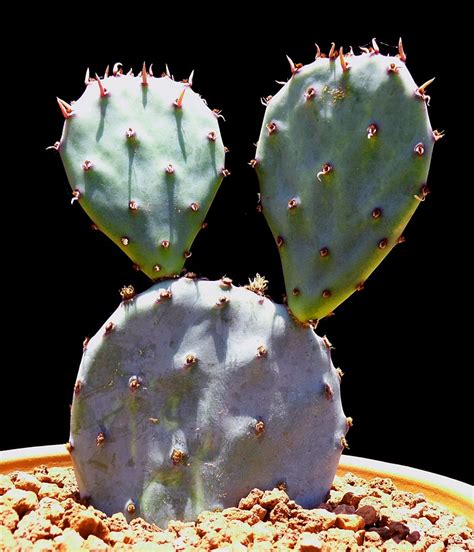 Established in 1954 this cactus and succulent nursery has been owned and operated by the schwegmann family since 1967. Opuntia violacea - Cactus Jungle