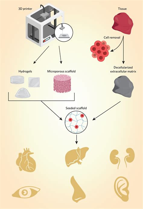 Artificial Organs Innovating To Replace Donors And Dialysis The