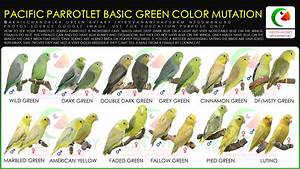 Pacific Parrotlet Basic Green Color Mutation