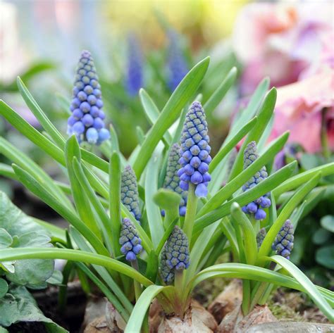 Grape Hyacinth Blue Armeniacum Easy To Grow Bulbs