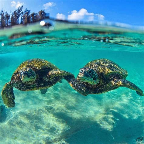 Clark Little On Instagram 🐢🐢 💙 Clarklittle 🆑 Sea Turtle Pictures