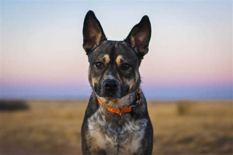 What Is A Catahoula Dog Mixed With