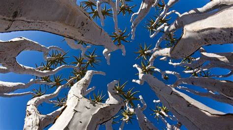 Quiver Trees In Namibia Bing Gallery