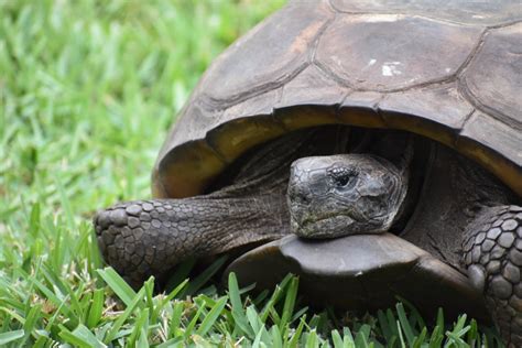 Gopher Tortoise Admitted To Crow Clinic May Be Largest On Record