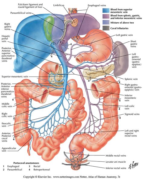 Sg Abdominal Vessels Mesenteric