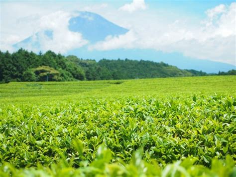 The Green Tea Fields Of Shizuoka Shizuoka Japan Travel Tourism