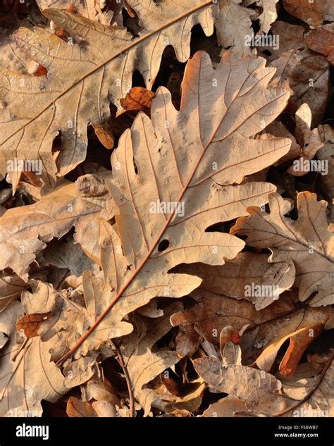 Brown Oak Leaves Hi Res Stock Photography And Images Alamy
