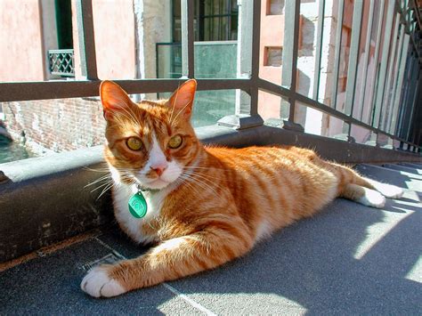 For further information, see collins easy learning german grammar. Venedig - Hauskatze - 2001 Foto & Bild | italy, street ...