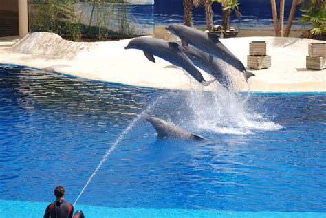 Dolphin Show At Madrid Zoo Aquarium 260511 Zoochat