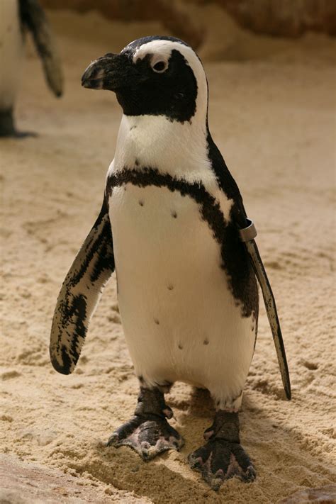 For penguin island, wear comfortable footwear. Facts about the African penguin - Blog - Two Oceans ...
