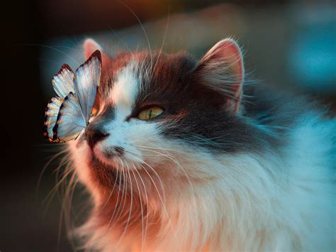 Butterfly On Cats Nose Hd Wallpaper Background Image