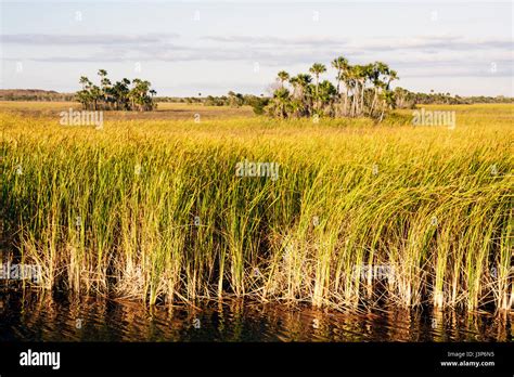 Florida The Evergladesbig Cypress National Preservefreshwater Marl