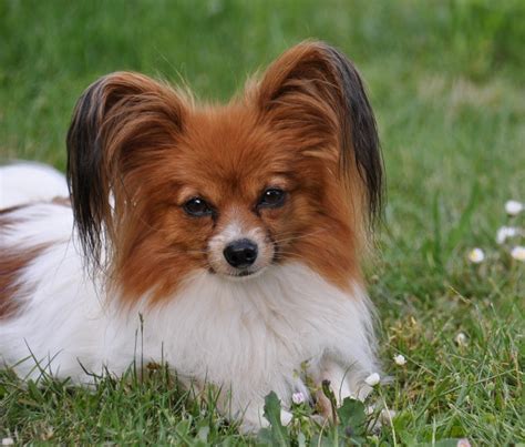 Standard, bronze, silver, gold, and platinum. Papillon Dog Breed "Cutest & Smartest Gift for Everyone" | Pouted.com