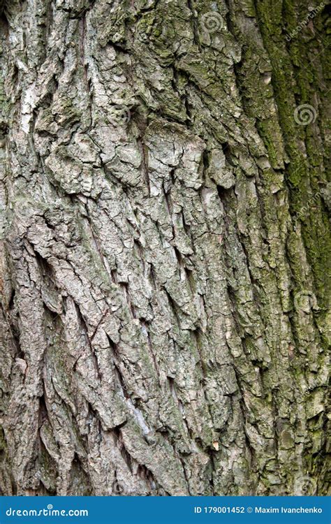 Green Bark Of Tree Texture Stock Photo Image Of Green 179001452