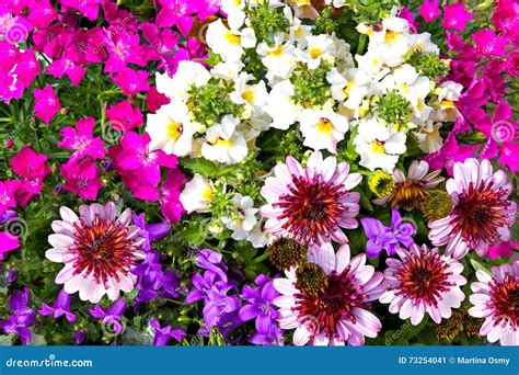 Closeup Of Vibrant Blossoms Of Garden Flowers Stock Image Image Of