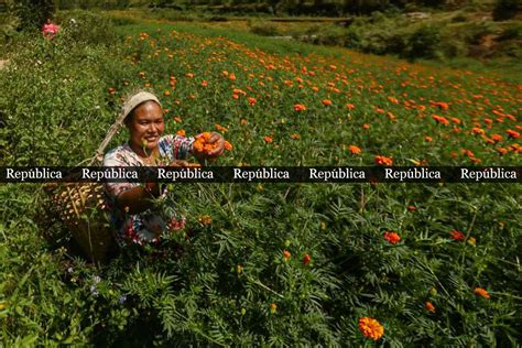 Photos Farmers Picking Marigold Flowers For Tihar Myrepublica The