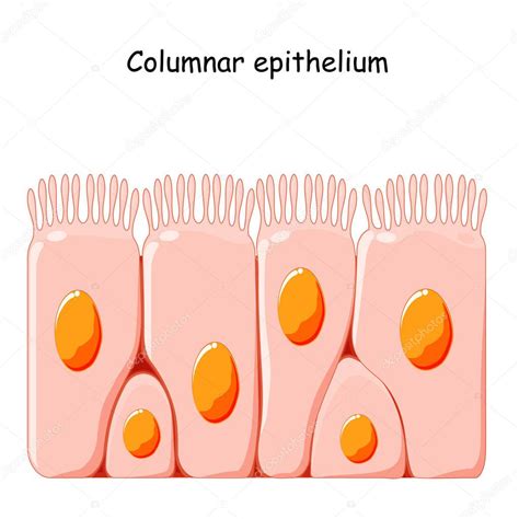 Epitelio cilíndrico ciliado células epiteliales forman el