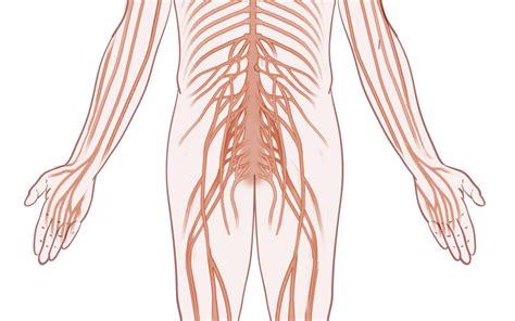 Neuropathy The Johns Hopkins Patient Guide To Diabetes