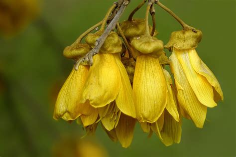 nivi larsen kowhai new zealand native flowers 3 the national flower of new zealand