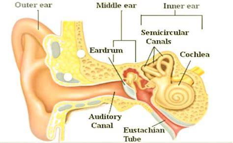Phonoreceptors Occurs Ina Skinb Middle Earc Tympanumd Internal Ear